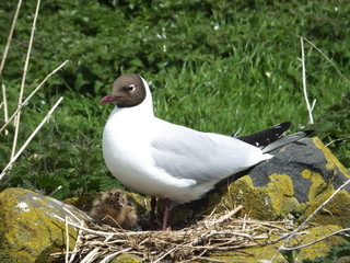 Black headed Gull at nest