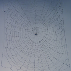 Rocío en una tela de araña