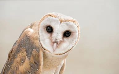 Aluminium Prints Owl common barn owl ( Tyto albahead ) close up