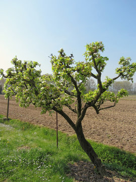 Pear tree with blossoms in a sunny day . Tuscany, Italy