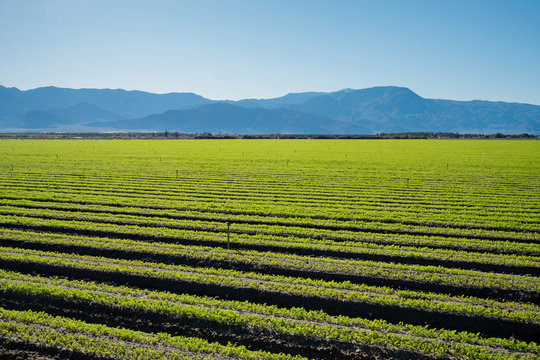 Organic Farm Land Crops In California. Multiple layers of mountains add to this organic and fertile farm land in California. Lots of colors and clear skies.