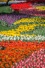 Bed of Multicolored tulips