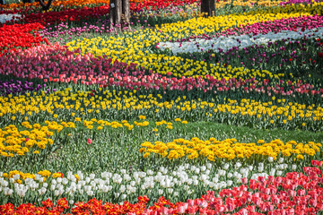 Fototapeta na wymiar Bed of Multicolored tulips