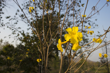 Flowers of Golden Trumpet Tree (Tabebuia chrysantha)