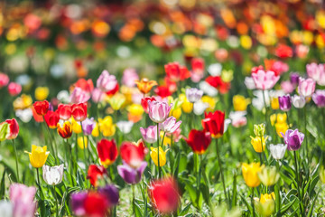 Bed of Multicolored tulips