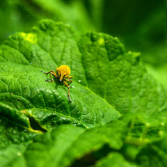 Fototapeta premium Curculionidae