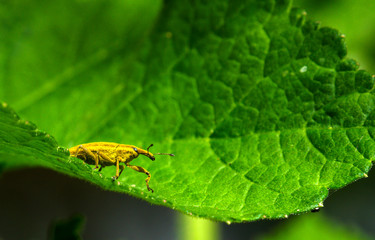 Curculionidae, chinche elefante