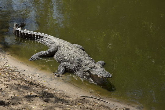 The crocodile with open jaws eating looking sleeping