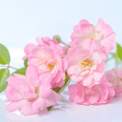 beautiful bouquet of delicate pink rose on blue background, clos