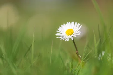 Crédence de cuisine en verre imprimé Marguerites close up of a daisy (Bellis perennis) on green grass in spring  