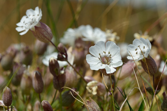 Sea campion (Silene vulgaris) in flower. A delicate flower in the family Caryophyllaceae, seen from a low angle amongst grass