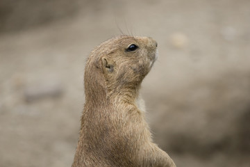 Cynomys ludovicianus or Black-tailed prairie dog up close