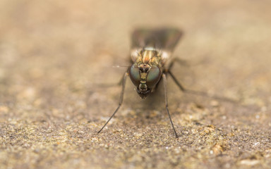 Dolichopodidae fly, insect macro or close up
