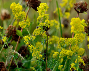 Lady's bedstraw (Galium verum). A low growing, yellow flowered bedstraw growing amongst clover, in the family Rubiaceae