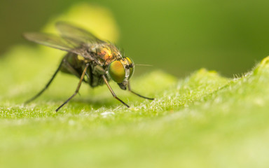 Dolichopodidae fly, insect macro or close up
