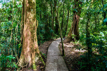 Obraz premium Walking on path in Cloudforest - Costa Rica