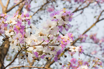 Cherry Blossom