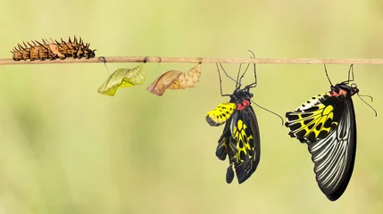 Foto auf Acrylglas Schmetterling Lebenszyklus des gewöhnlichen Vogelflügel-Schmetterlings