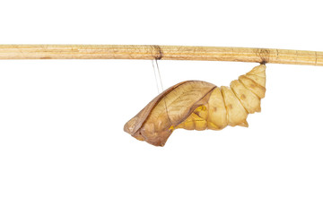 Isolated shell cocoon of common birdwing butterfly on white