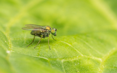 Dolichopodidae fly, insect macro or close up
