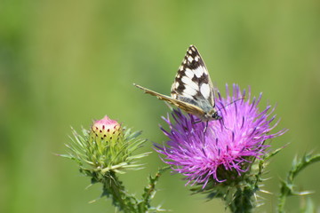 Schmetterling