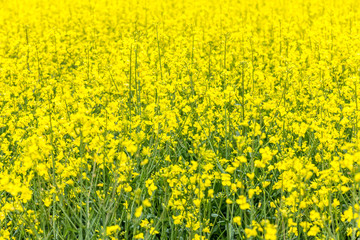 Fototapeta premium Raps auf einem Feld