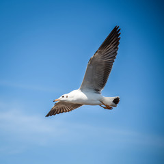 Seagull flying in the blue sky
