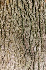 eine Nahaufnahme von einem Baumstamm