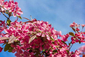 Fototapeta premium blühende rosa Kirschblüten an einem Baum