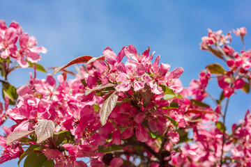 bl&uuml;hende rosa Kirschbl&uuml;ten an einem Baum