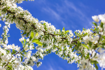 blühende Kirschblüten an einem Baum