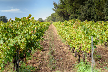 Fototapeta na wymiar Grapes leaves in a vineyard