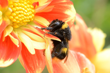 Hummel 7