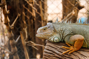 Iguana