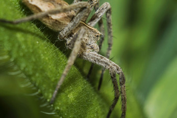 трава, мир под увеличением, растение, насекомые 