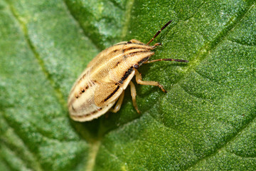 трава, мир под увеличением, растение, насекомые 