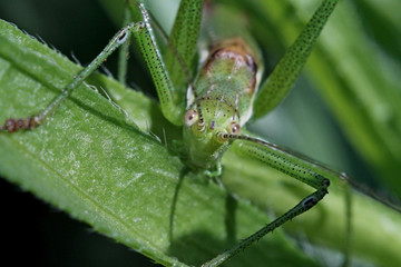 трава, мир под увеличением, растение, насекомые 