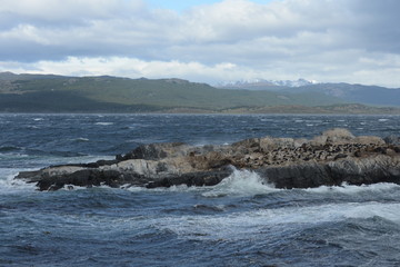 South American sea lion, Otaria flavescens, breeding colony and haulout on small islets just outside Ushuaia.