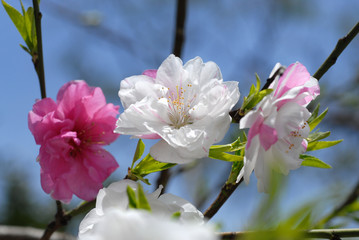 赤白ピンクの花