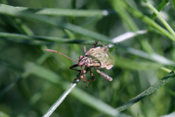 трава, мир под увеличением, растение, насекомые 
