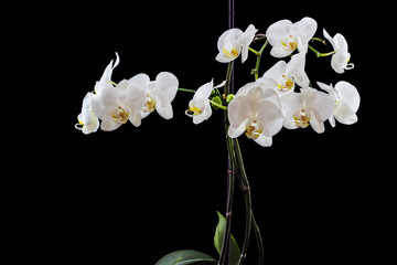 Fototapeta na wymiar Beautiful white phalaenopsis orchid isolated on black