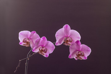 Purple dotted orchid brunch in blossom on brown background