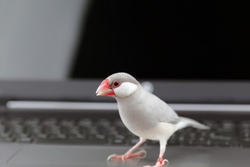 文鳥とパソコン