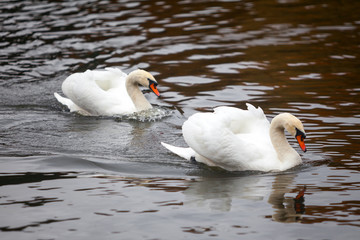 Fototapeta premium Pair of swans