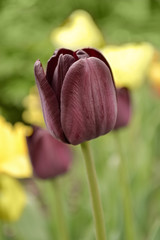 Dark garden Tulip, bloomed in the spring.