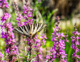 ditrisio lepidóptero Papilio machaon