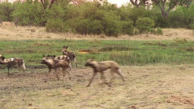 Pack of African wild dog moving alongside a river in the Okavango Delta