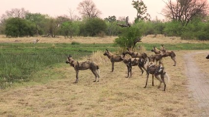 Pack of African wild dog moving alongside a river in the Okavango Delta