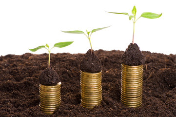 Golden coins in soil with young plant. Money growth concept.