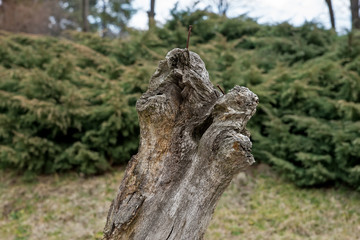 Trunks of oak with nails 2